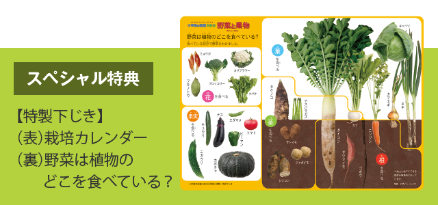 スペシャル特典　【特製下じき】（表）栽培カレンダー　（裏）野菜は植物のどこを食べている？