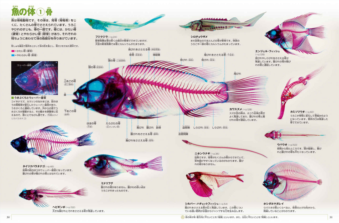 魚図鑑 - 邦楽