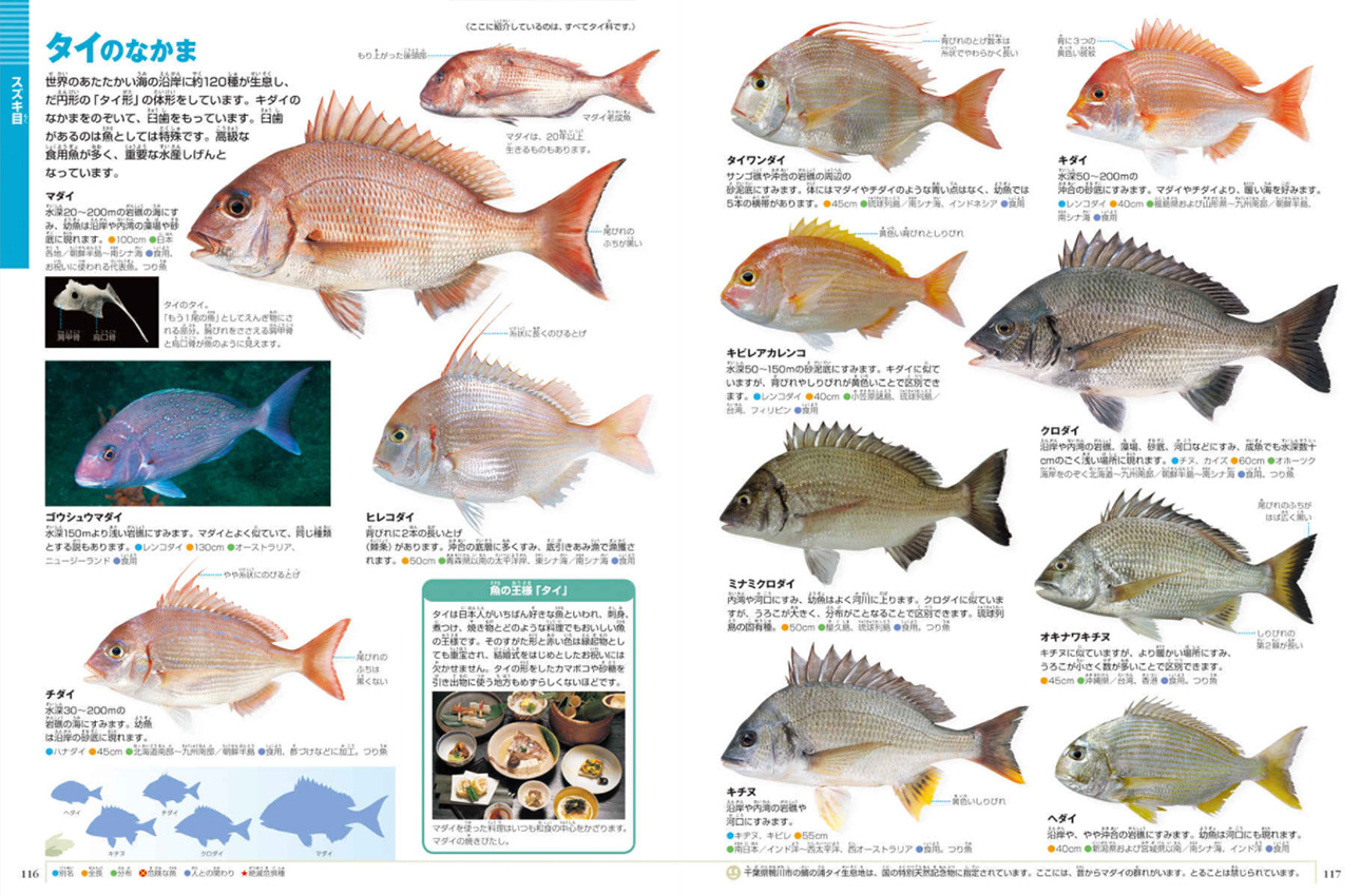 小学館の図鑑NEO/ネオ 魚