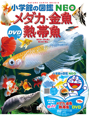 メダカ・金魚・熱帯魚